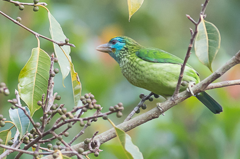 Ceylonese Baardvogel